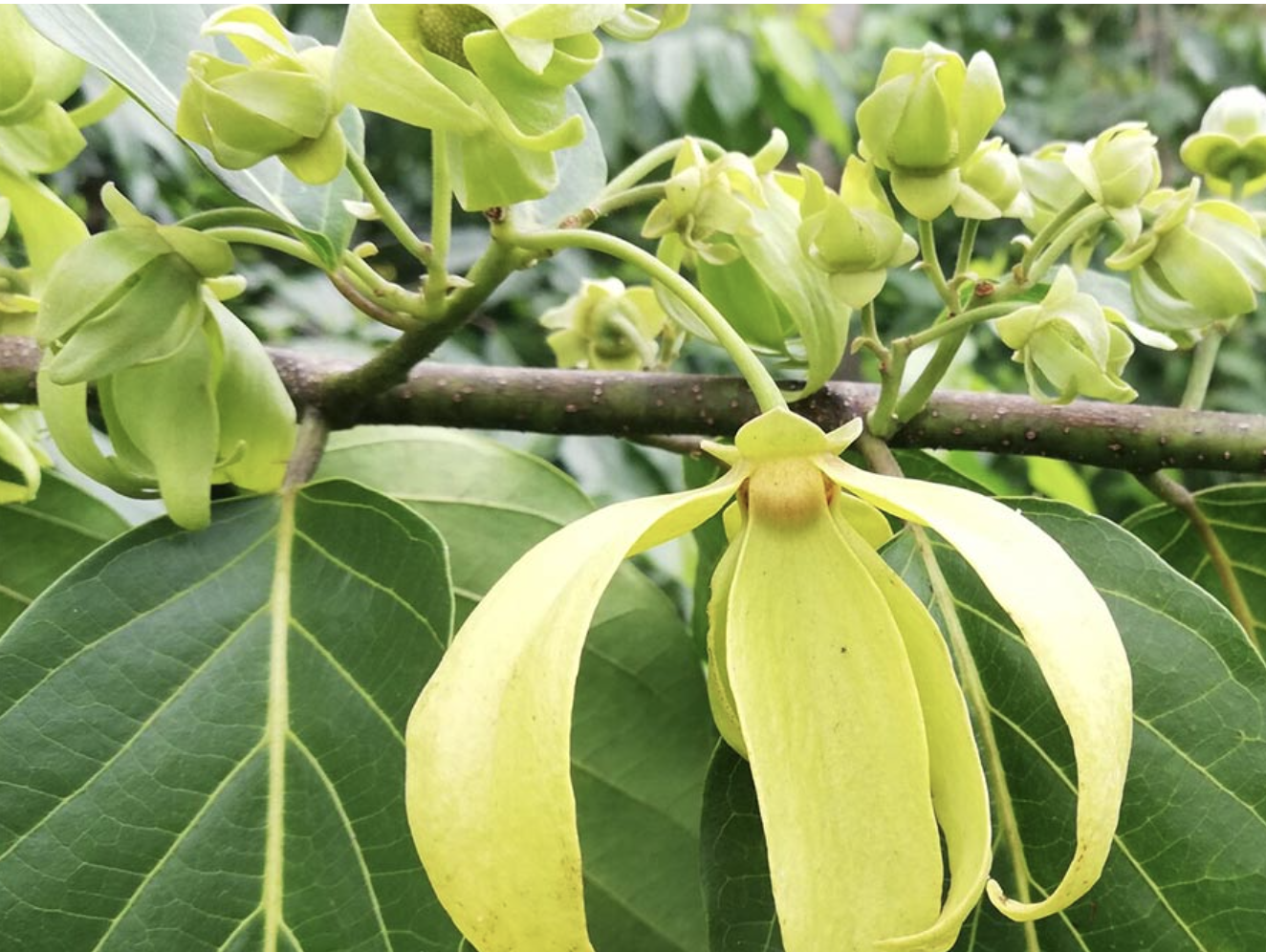 How to Ensure Ethical Sourcing. The case of Ylang Ylang from Madagascar with Jacarandas