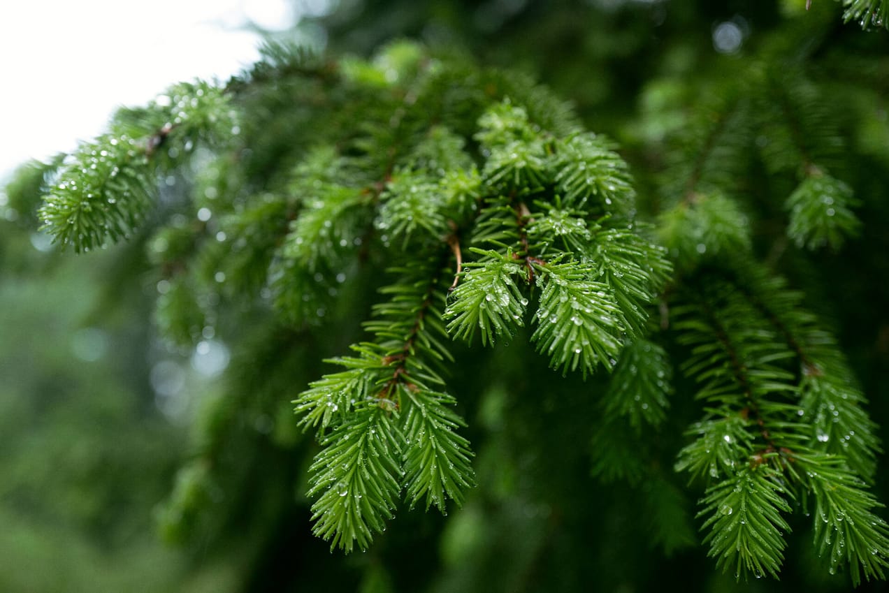 Metsä Board updates its sustainability targets