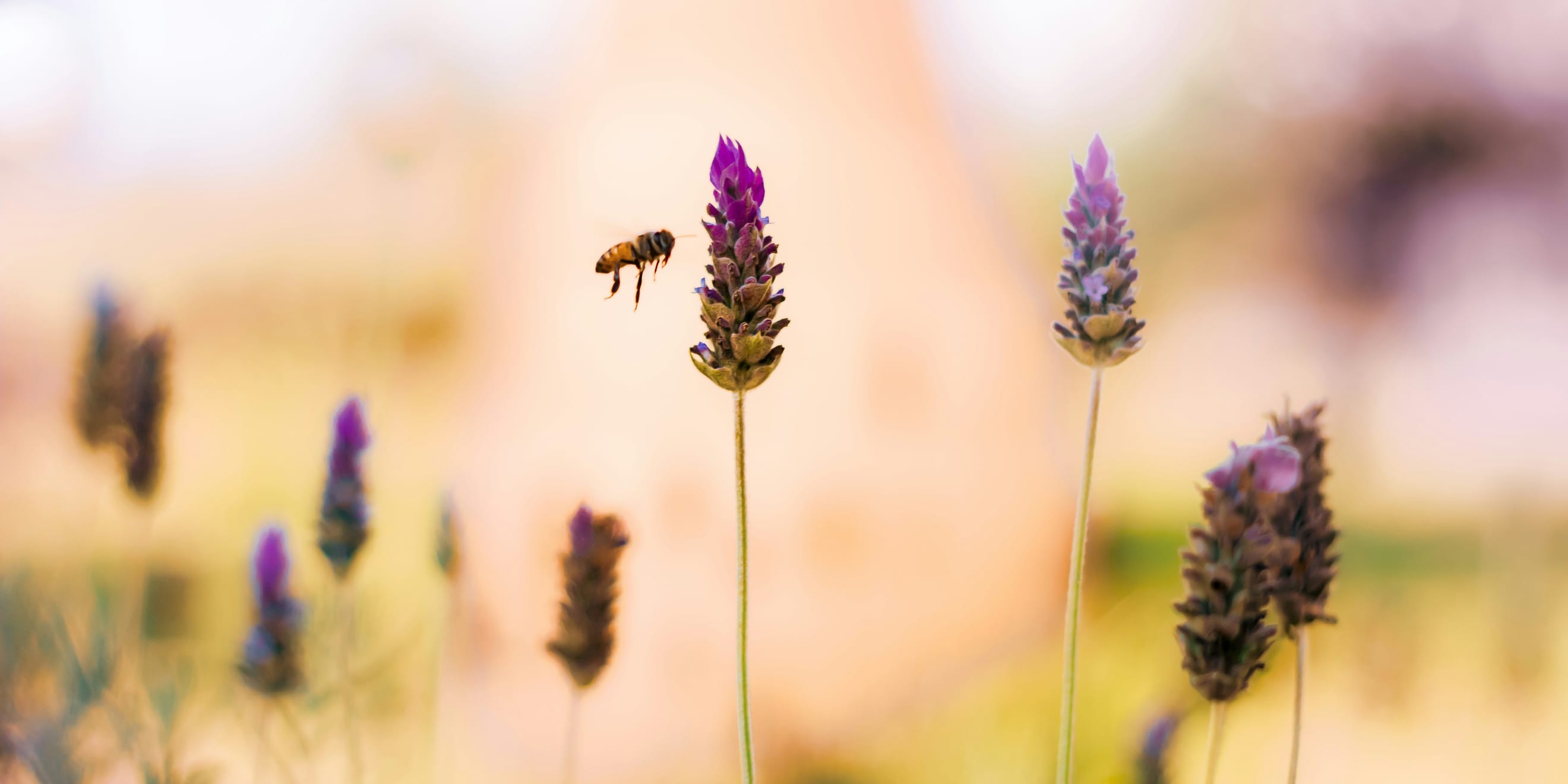 Aromatic Oils in a Warming World: A Call to Conserve - Part Two