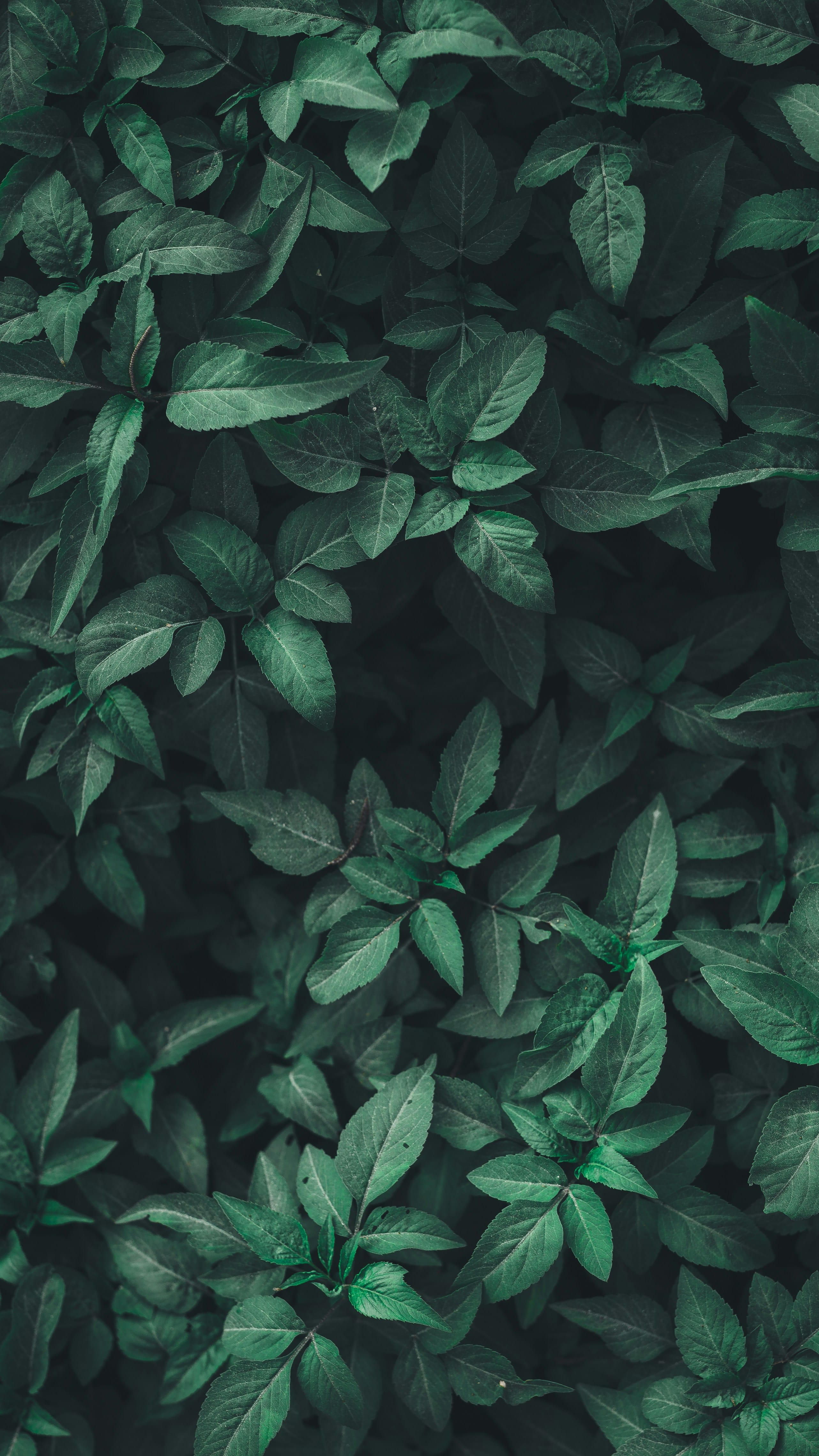 Aromatic Oils in a Warming World: A Call to Conserve - Part One